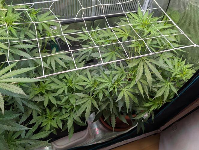 Cereal Milk Weedseedshop Indoor. Week 5