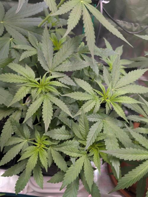 Cereal Milk Weedseedshop Indoor. Week 5