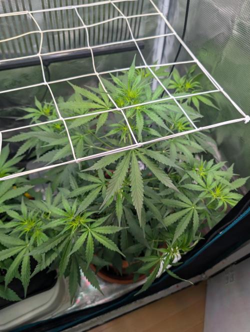 Cereal Milk Weedseedshop Indoor. Week 5