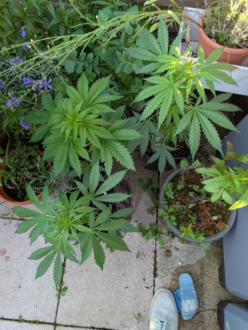 Weedseedshop Cereal Milk outdoor. Week 5