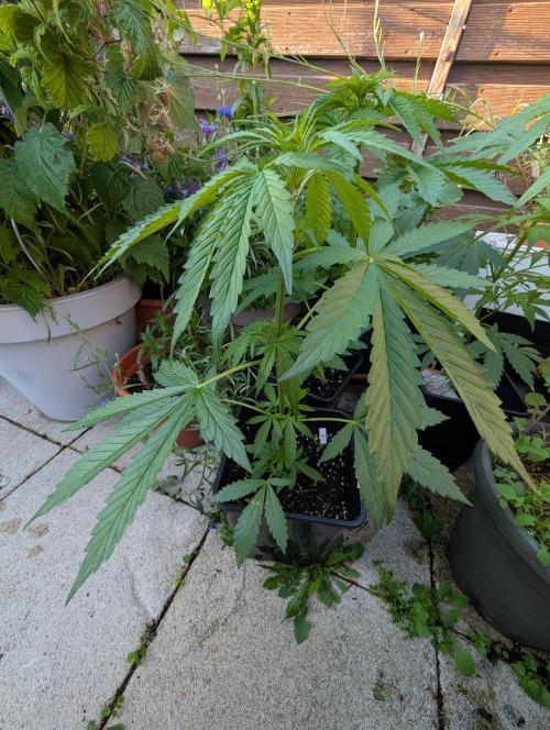 Weedseedshop Cereal Milk outdoor. Week 5