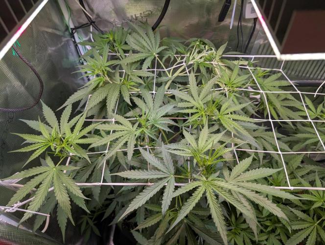Weedseedshop Blue Zushi Indoor. Week 5