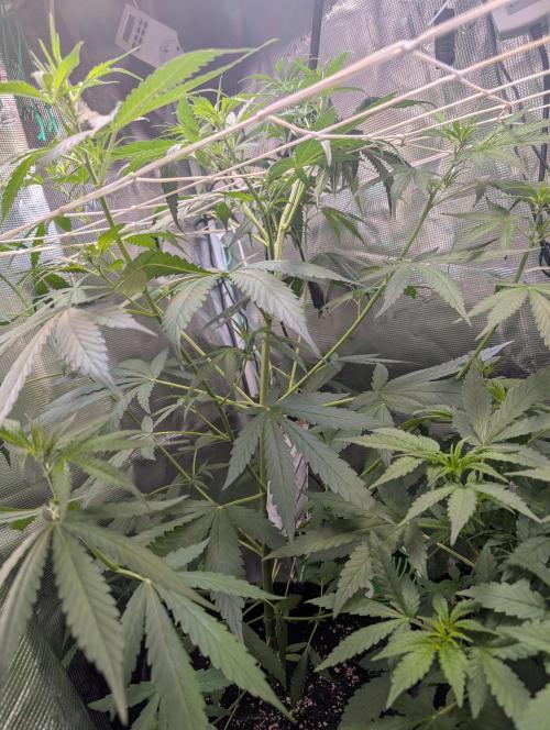 Weedseedshop Blue Zushi Indoor. Week 5