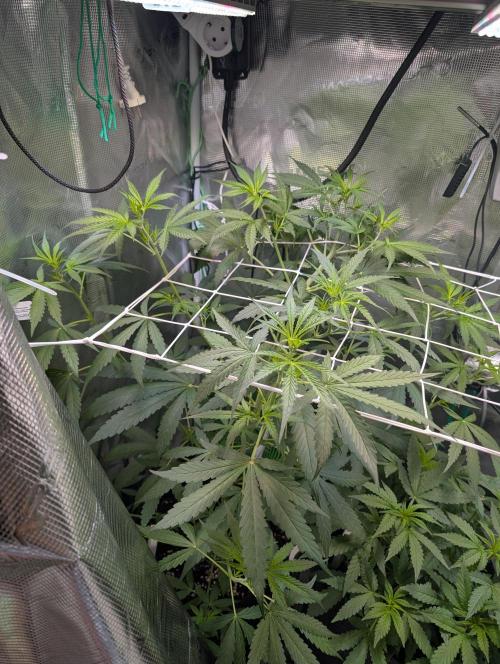 Weedseedshop Blue Zushi Indoor. Week 5