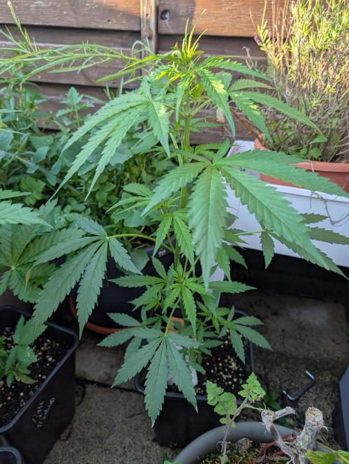 Weedseedshop Blue Zushi Outdoor. Week 5