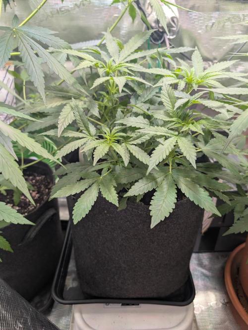 Weedseedshop Super Boof. Week 5