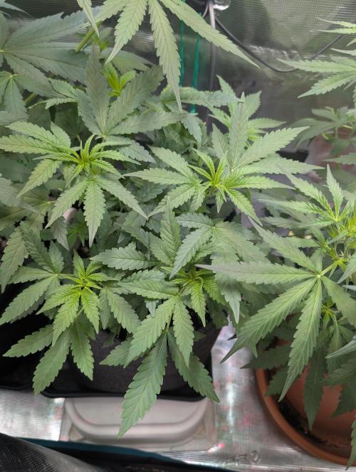 Weedseedshop Super Boof. Week 5