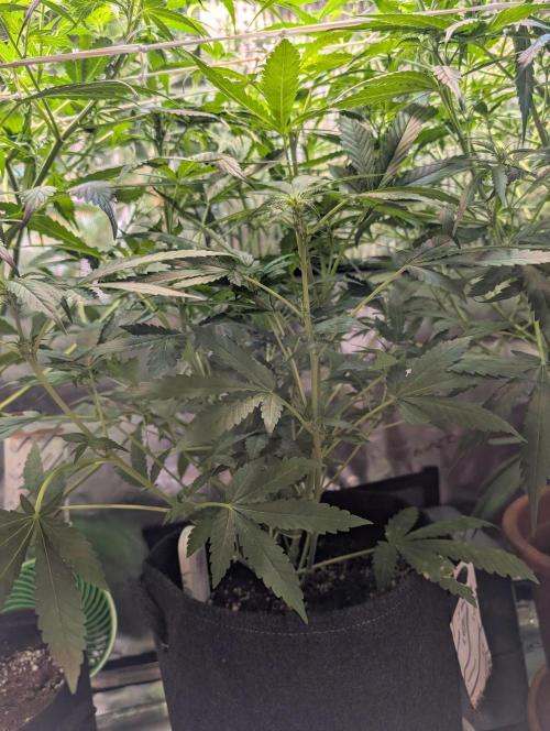 Weedseedshop Super Boof. Week 6