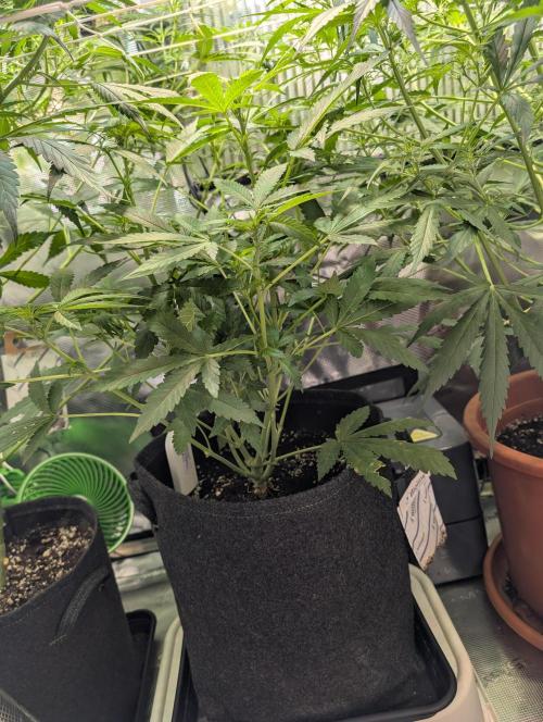 Weedseedshop Super Boof. Week 6