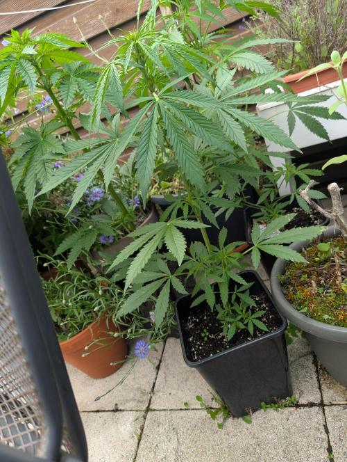 Weedseedshop Cereal Milk outdoor. Week 6