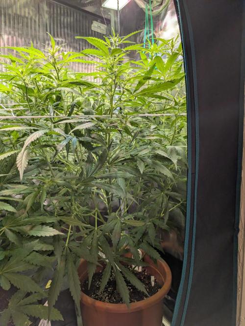 Cereal Milk Weedseedshop Indoor. Week 6