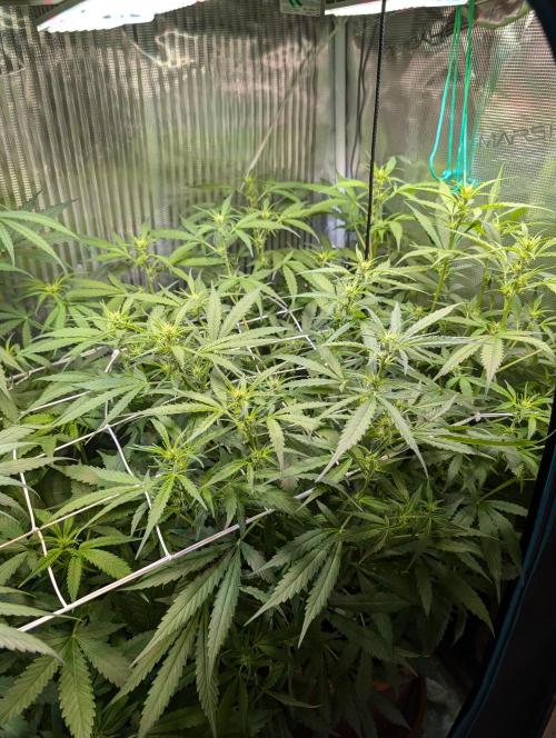 Cereal Milk Weedseedshop Indoor. Week 6