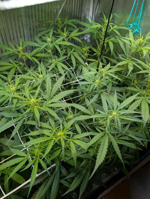 Cereal Milk Weedseedshop Indoor. Week 6