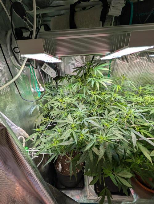 Weedseedshop Blue Zushi Indoor. Week 6