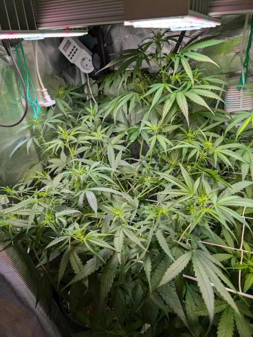 Weedseedshop Blue Zushi Indoor. Week 6