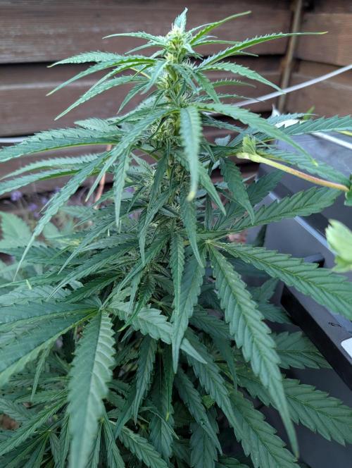 Weedseedshop Blue Zushi Outdoor. Week 7