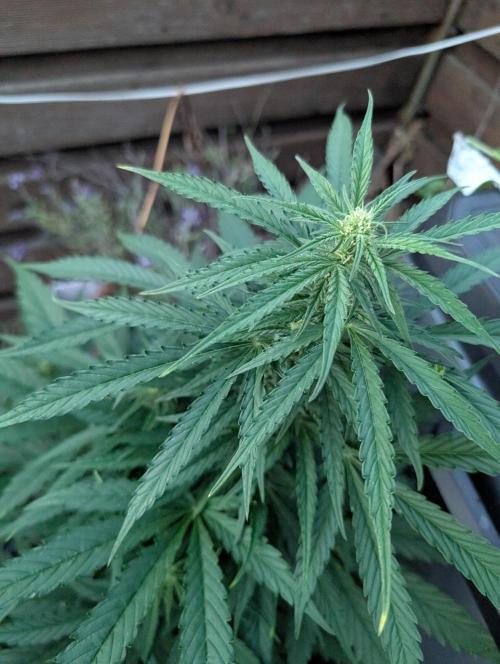 Weedseedshop Blue Zushi Outdoor. Week 7
