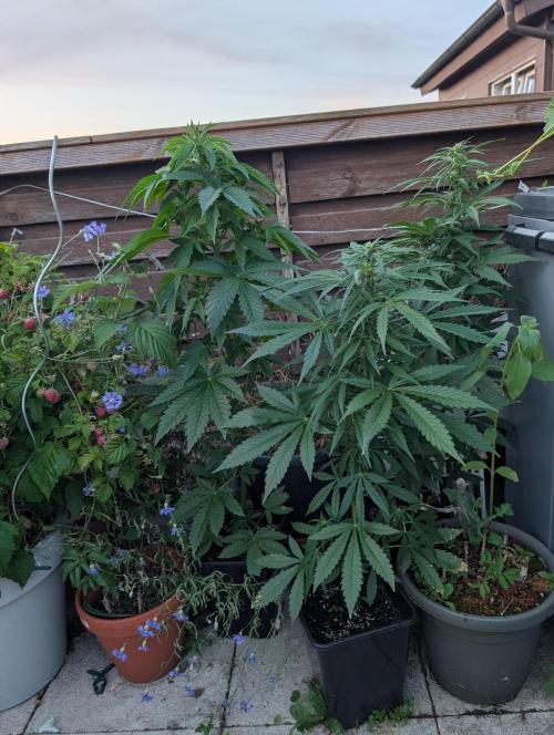 Weedseedshop Cereal Milk outdoor. Week 7