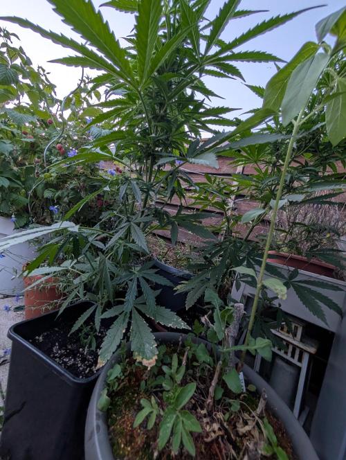 Weedseedshop Cereal Milk outdoor. Week 7
