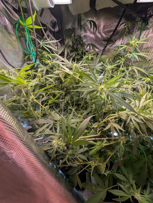 Weedseedshop Blue Zushi Indoor. Week 7