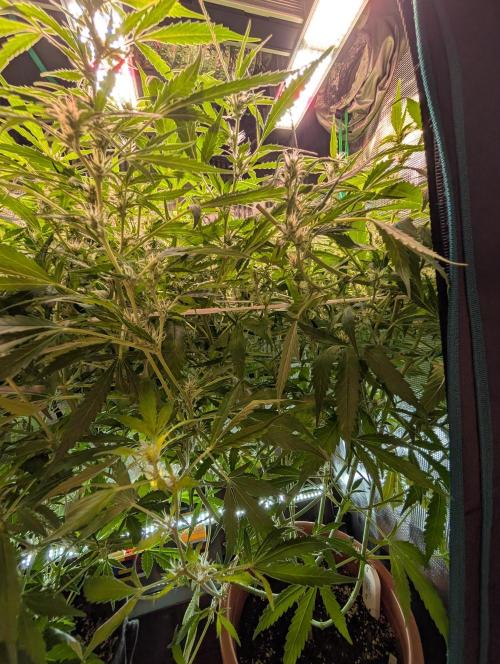 Cereal Milk Weedseedshop Indoor. Week 7