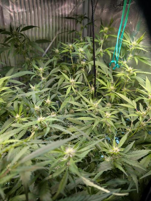 Cereal Milk Weedseedshop Indoor. Week 7