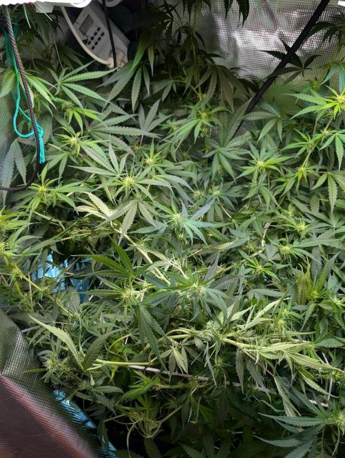 Weedseedshop Blue Zushi Indoor. Week 7