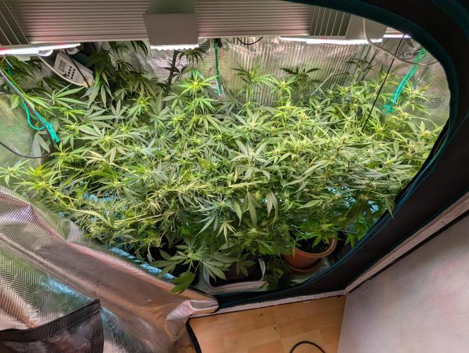 Weedseedshop Super Boof. Week 7