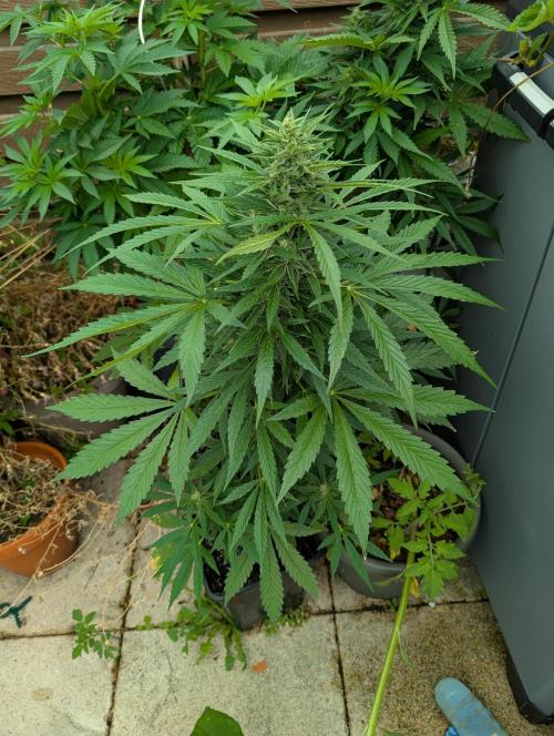 Weedseedshop Cereal Milk outdoor. Week 9