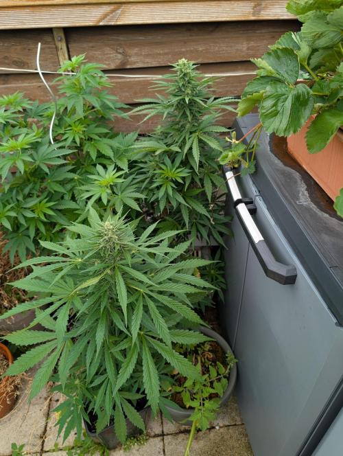Weedseedshop Cereal Milk outdoor. Week 9