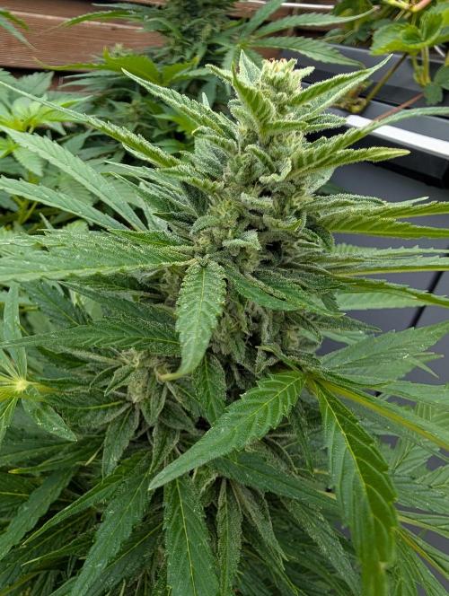 Weedseedshop Cereal Milk outdoor. Week 9