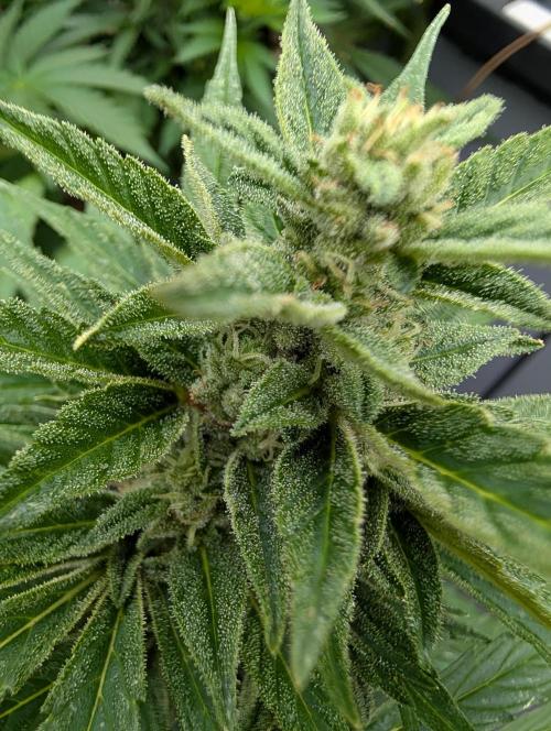 Weedseedshop Cereal Milk outdoor. Week 9