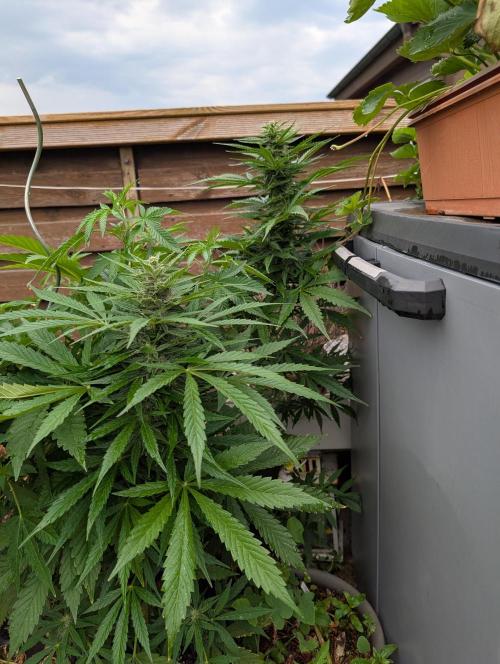 Weedseedshop Cereal Milk outdoor. Week 8
