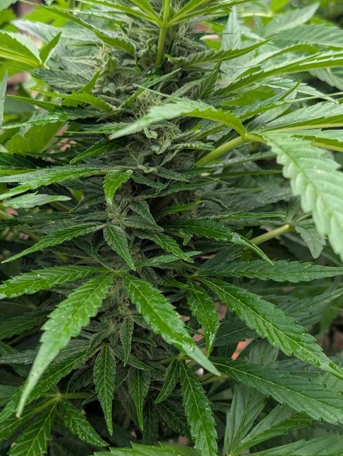 Weedseedshop Cereal Milk outdoor. Week 8
