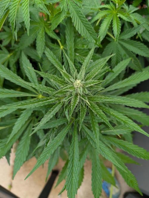 Weedseedshop Cereal Milk outdoor. Week 8