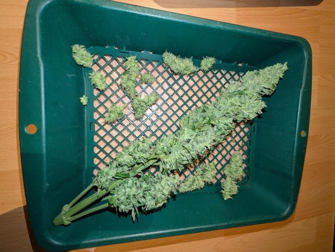 Weedseedshop Cereal Milk outdoor. Week 10