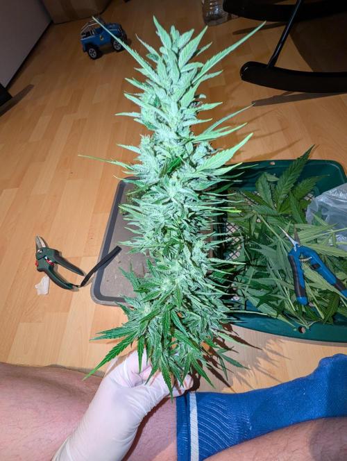 Weedseedshop Cereal Milk outdoor. Week 10