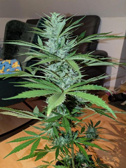 Weedseedshop Cereal Milk outdoor. Week 10