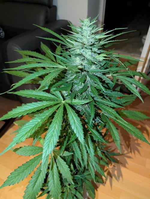 Weedseedshop Cereal Milk outdoor. Week 10