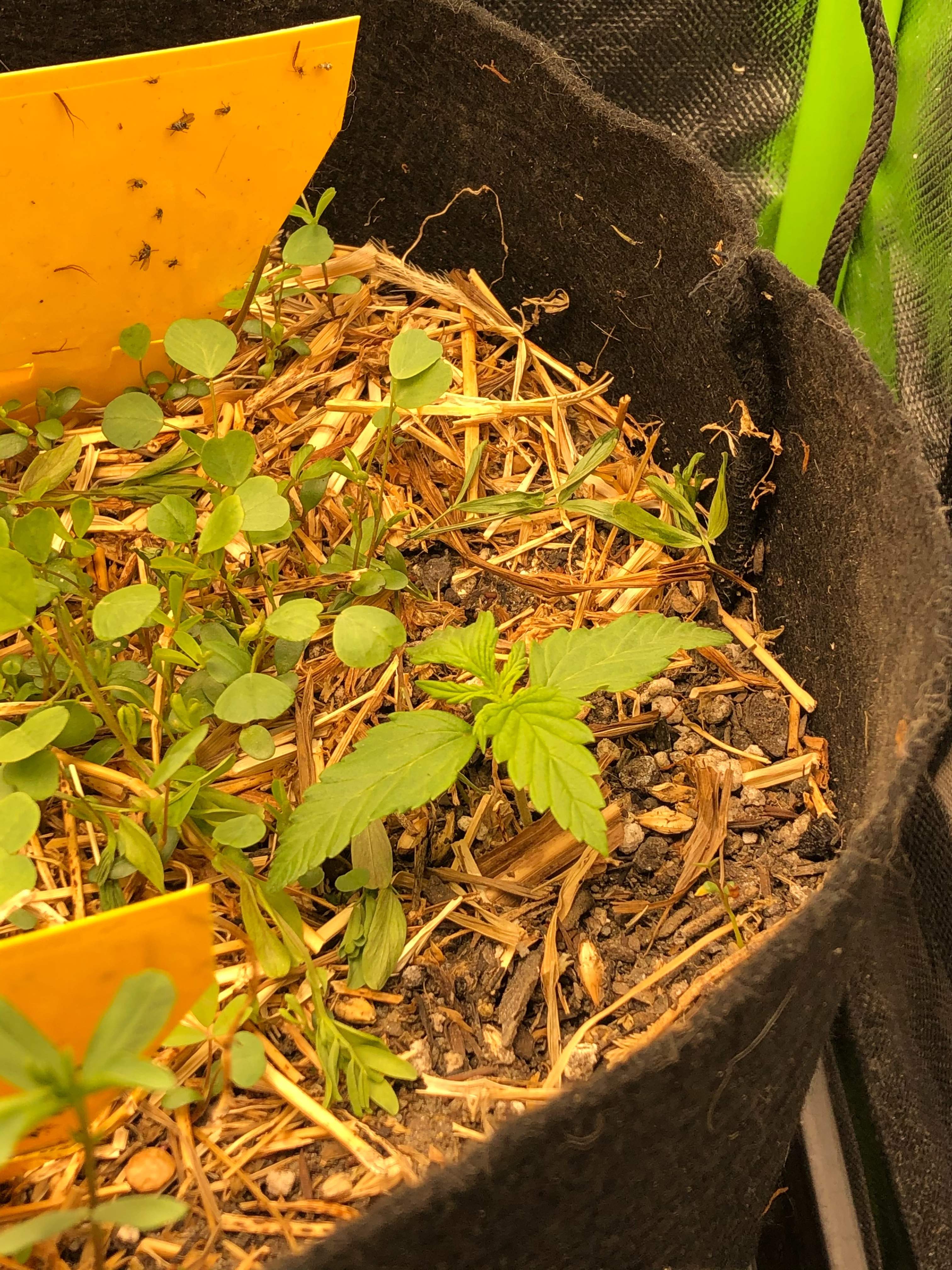 Purple Kush, Magnum 47 Auto, Tangerine Dream grow diary (journal) week2 by Bartholomeu GrowDiaries