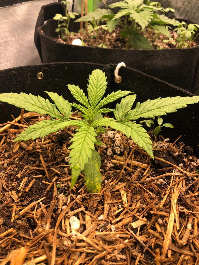 Purple Kush, Magnum 47 Auto, Tangerine Dream grow diary (journal) week3 by Bartholomeu GrowDiaries