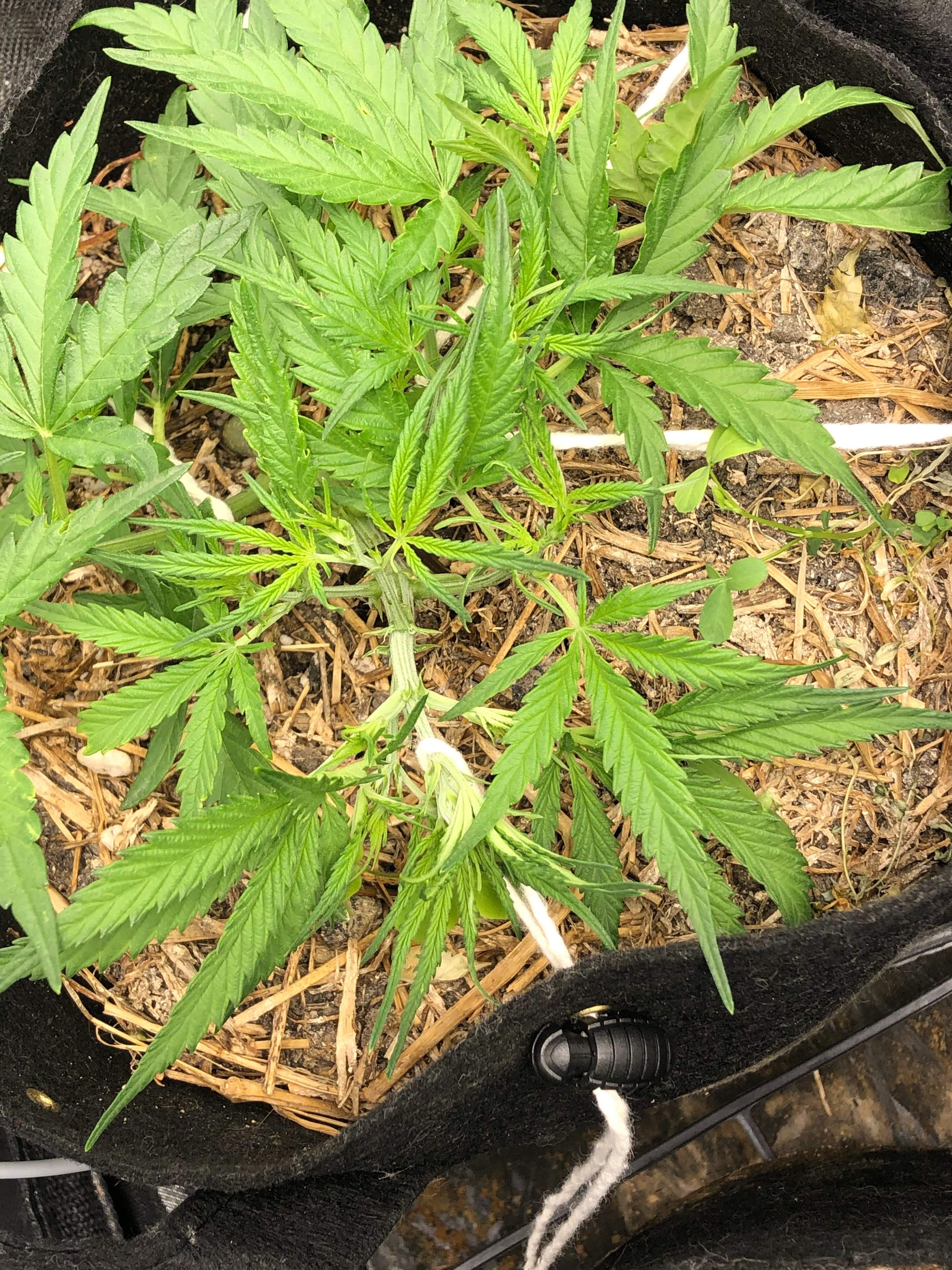 Purple Kush, Magnum 47 Auto, Tangerine Dream grow diary (journal) week5 by Bartholomeu GrowDiaries