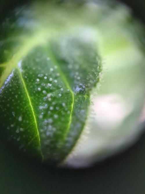 ThirdTryBioOutdoor[GER]