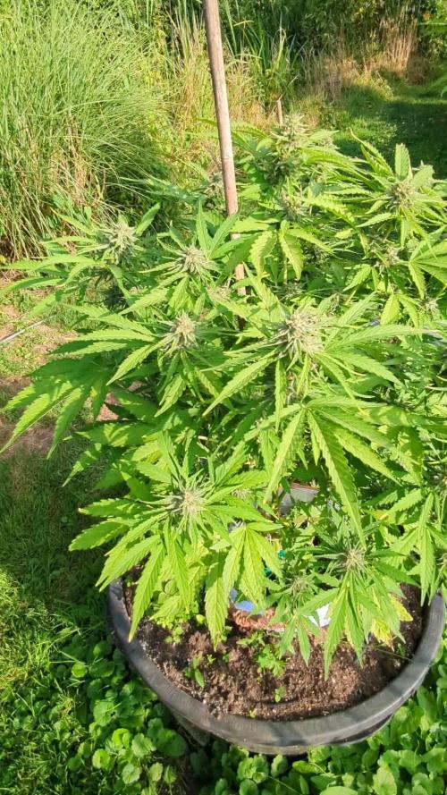 ThirdTryBioOutdoor[GER]