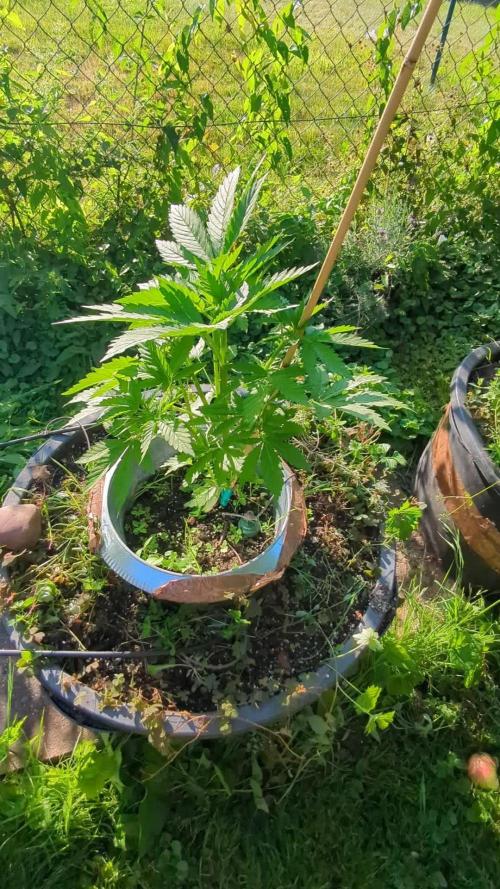 ThirdTryBioOutdoor[GER]