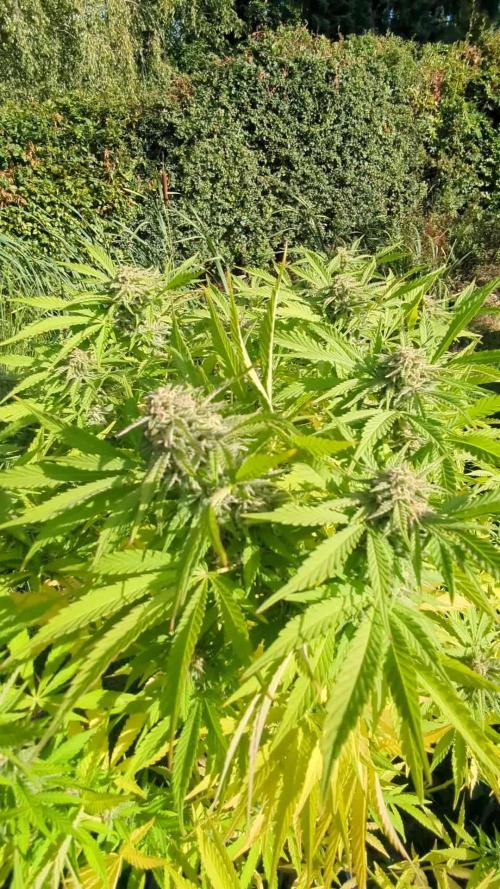 ThirdTryBioOutdoor[GER]