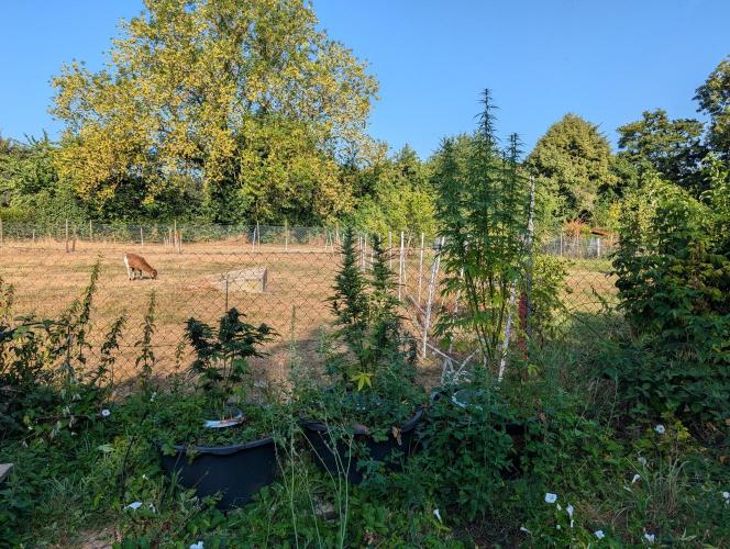 5th Bio Outdoor [Ger]. Week 16