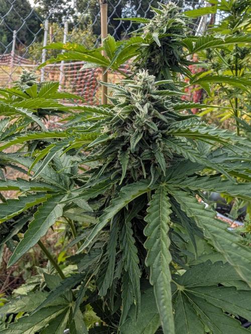 6th Try Bio Outdoor [Ger]. Week 8 - PE