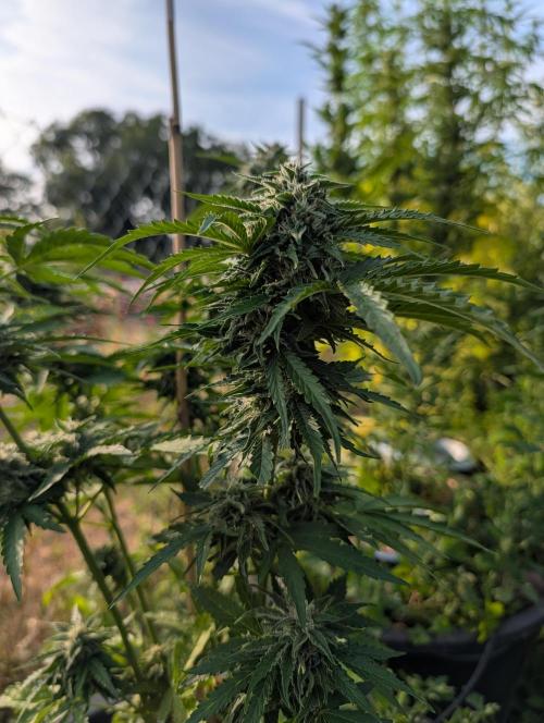 6th Try Bio Outdoor [Ger]. Week 8 - Pe