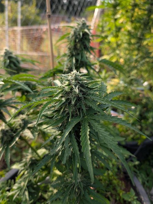 6th Try Bio Outdoor [Ger]. Week 8 - PE